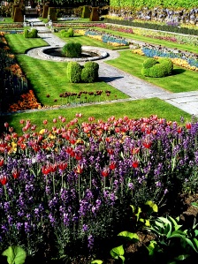 fiori colorati in un giardino