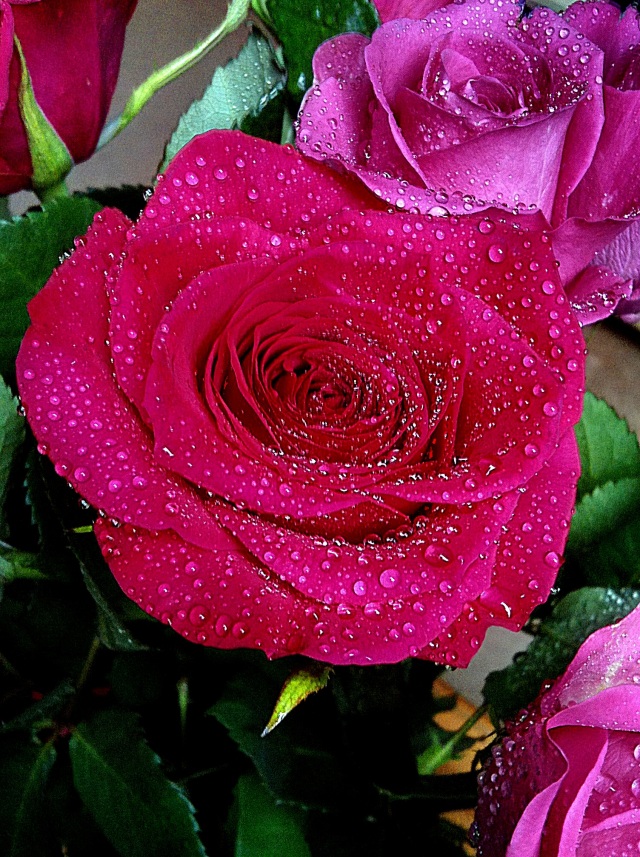 rose rosse e rosa
